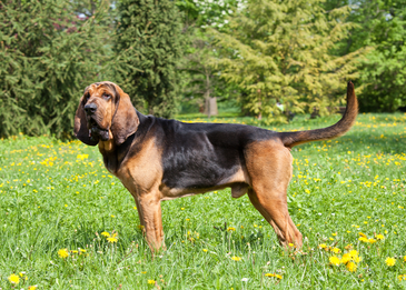 Сколько живут собаки:  как продлить года жизни в домашних условиях