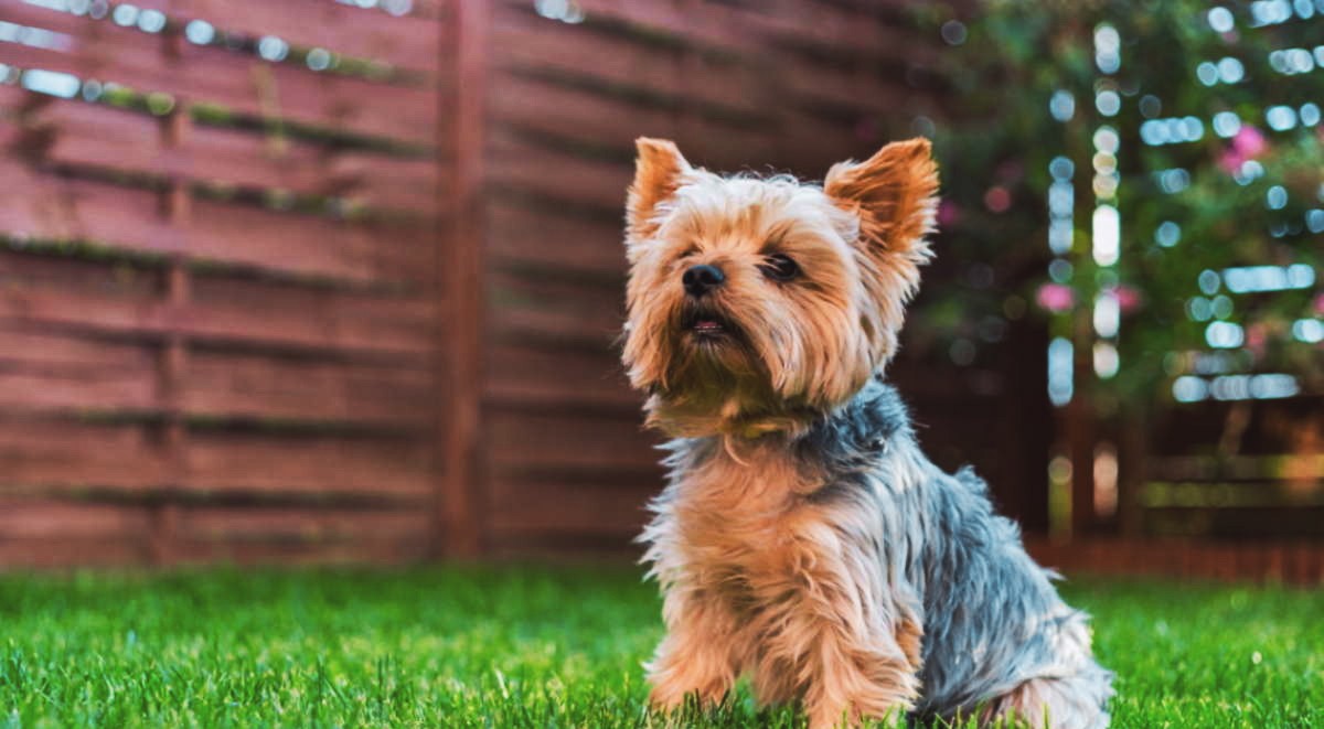 york-terier-gipoallergennaya-sobaka