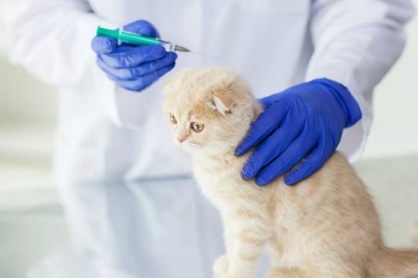 Вакцинация кошек