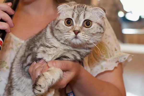 Шотландская вислоухая кошка