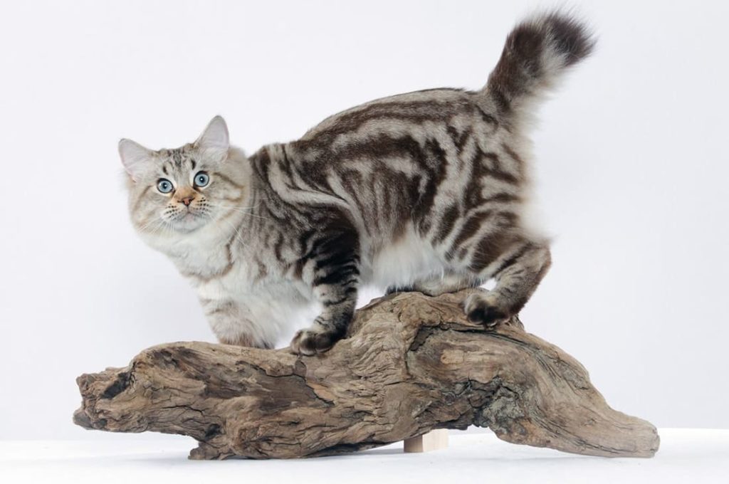 kot-s-korotkim-khvostom