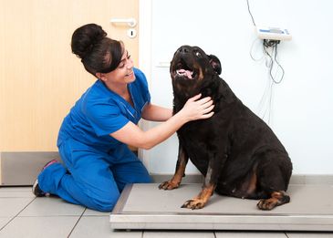 Сколько живут собаки:  как продлить года жизни в домашних условиях