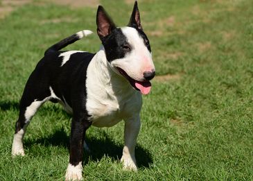 Сколько живут собаки:  как продлить года жизни в домашних условиях