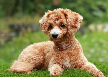 Сколько живут собаки:  как продлить года жизни в домашних условиях