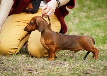 Сколько живут собаки:  как продлить года жизни в домашних условиях