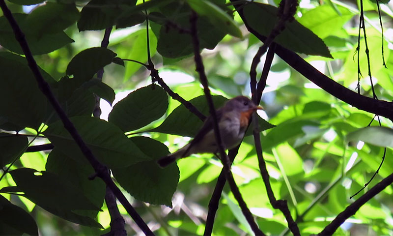 Зарянка - птица рождественская