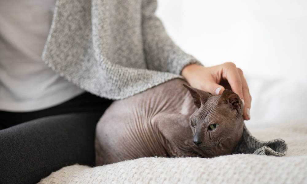 серый сфинкс