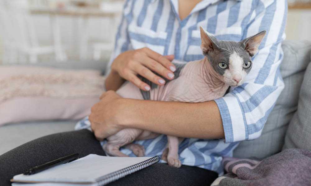 двухцветный сфинкс