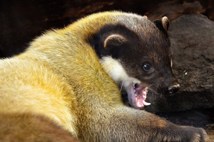 Харза Харза