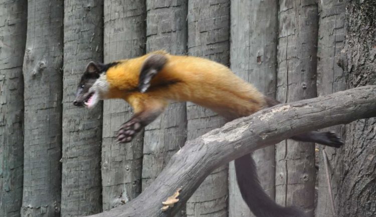 Харза Харза