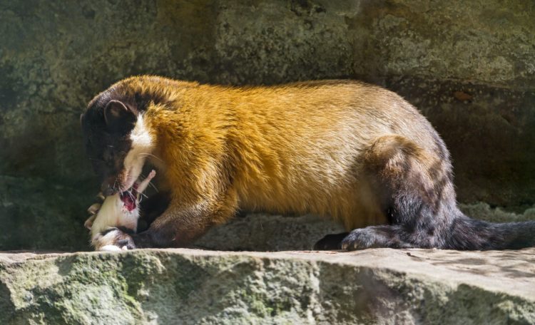 Харза Харза