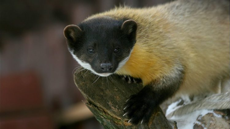 Харза Харза