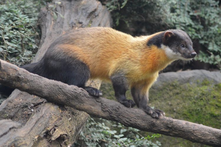 Харза Харза