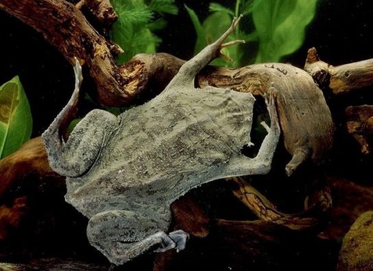 Образ жизни пипа суринамской Где живет суринамская пипа