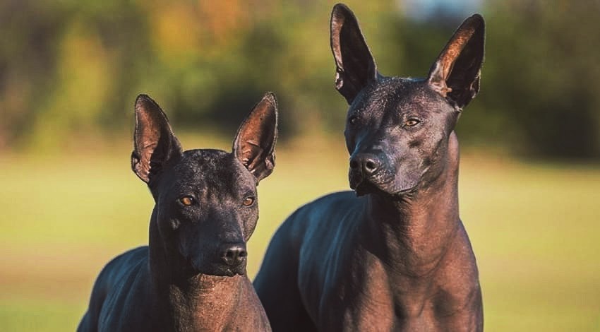 gipoallergennaya-sobaka