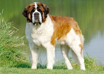 Сколько живут собаки:  как продлить года жизни в домашних условиях