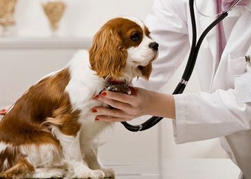 Сколько живут собаки:  как продлить года жизни в домашних условиях