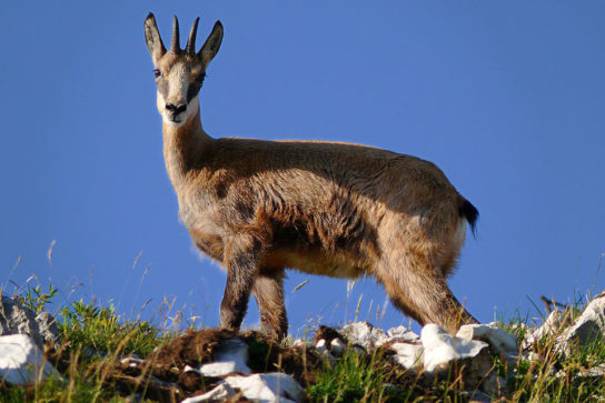 Среда обитания серны