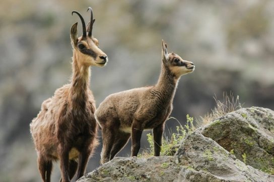 Очищающее питание