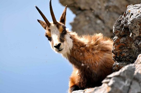 Характеристики замши