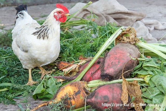 О содержании кур для новичков – 10 шагов успешного выращивания