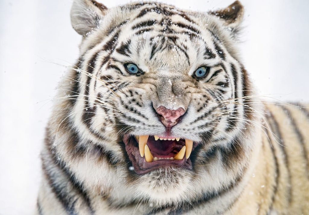 картинка тигра