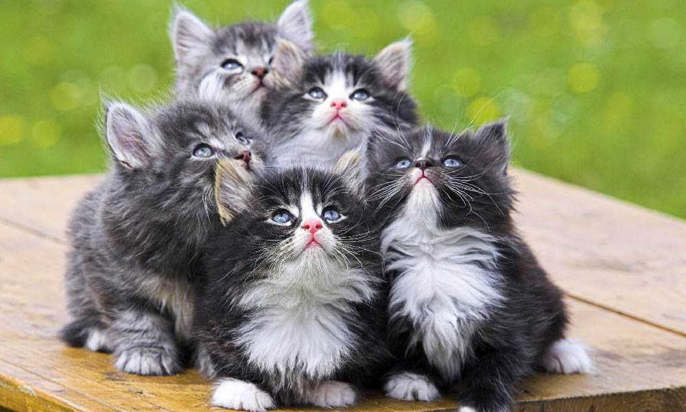 котята норвежской лесной кошки