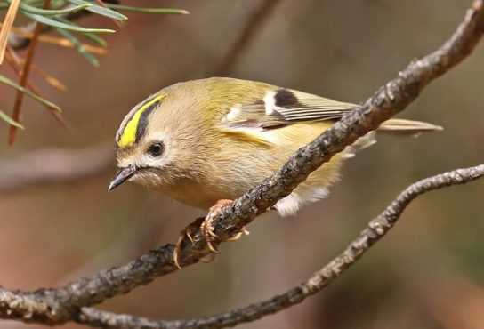 Образ жизни желтоголового королька