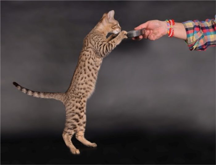 Серенгети: порода кошек с необычной внешностью, описание экстерьера и характера