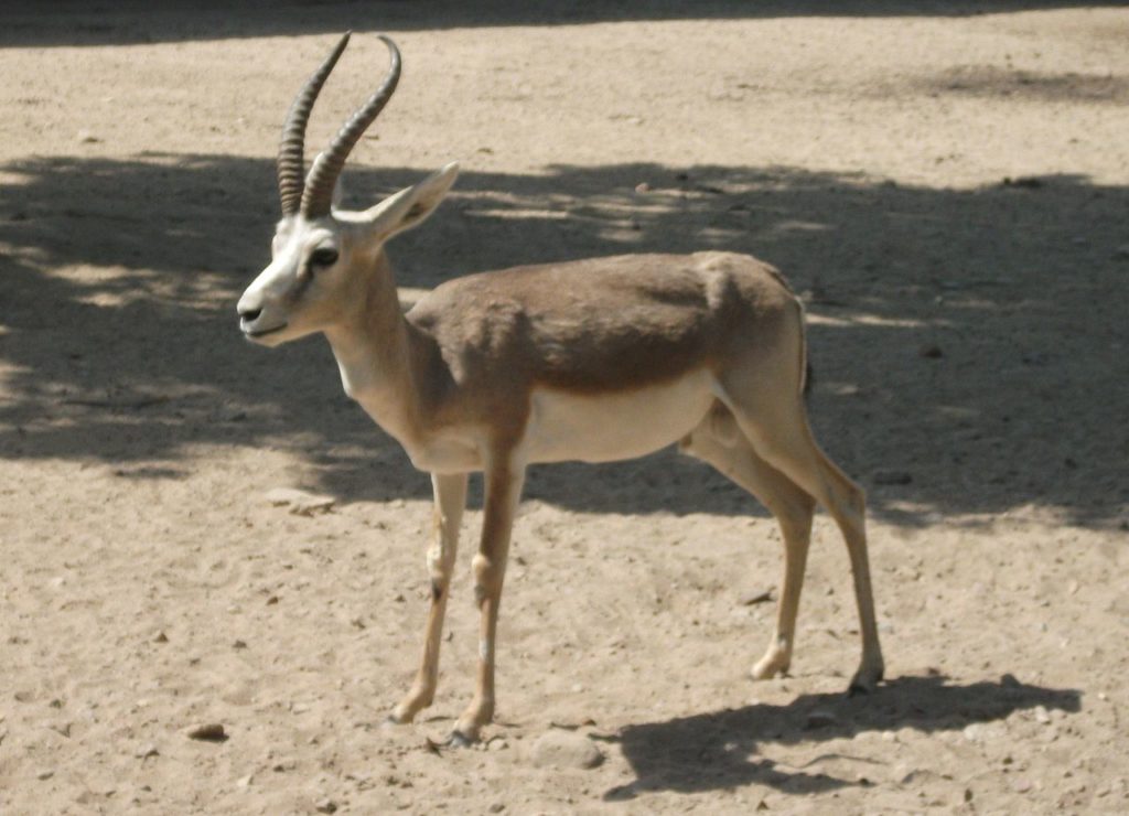 Джейран - описание животного, особенности, виды, образ жизни