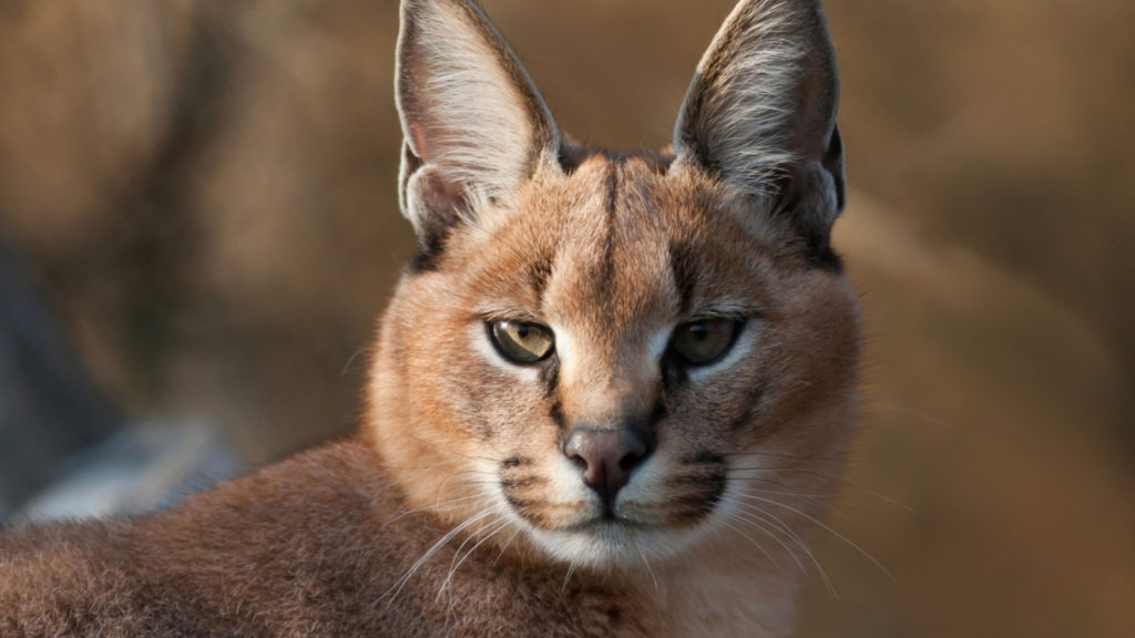 Каракал: описание, размножение, содержание дома