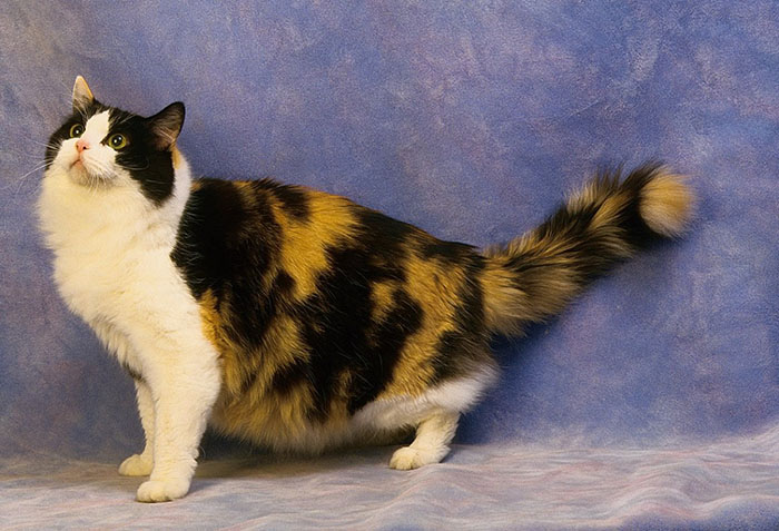 Порода кошек рагамаффин: стандарт, особенности ухода