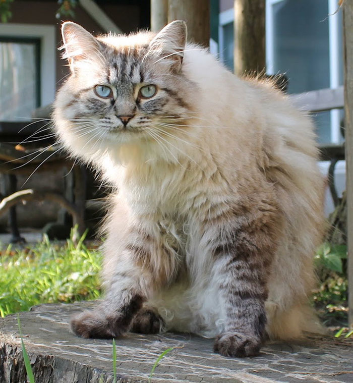 Порода кошек рагамаффин: стандарт, особенности ухода