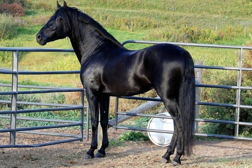 Черная лошадь