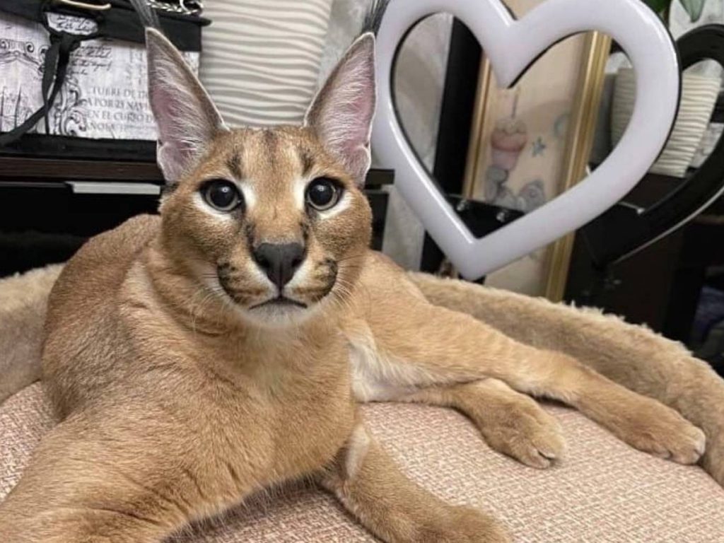 Каракал: описание, размножение, содержание дома