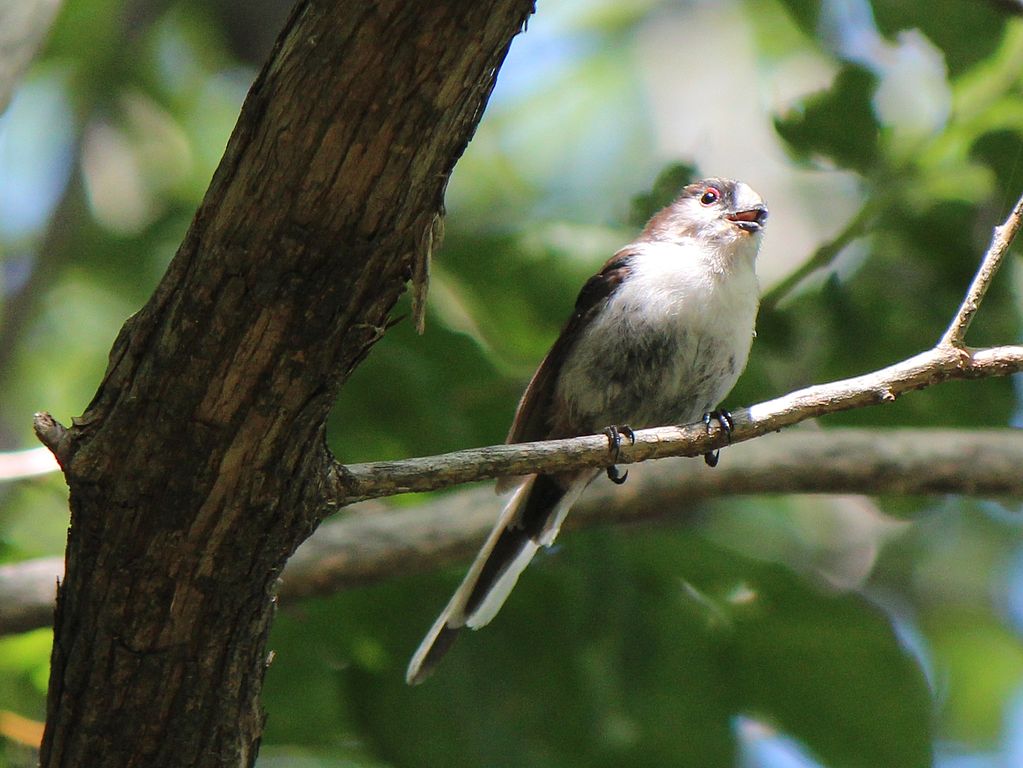 Трясогузка: описание, рацион, ареал обитания, виды