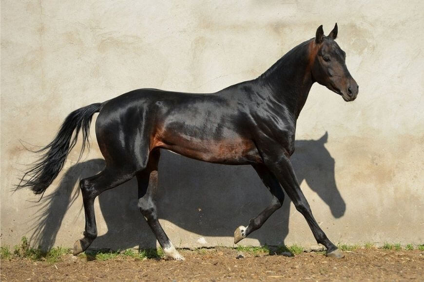 Каракостюм лошади