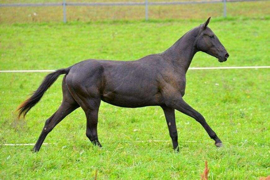 Муаровый конский окрас