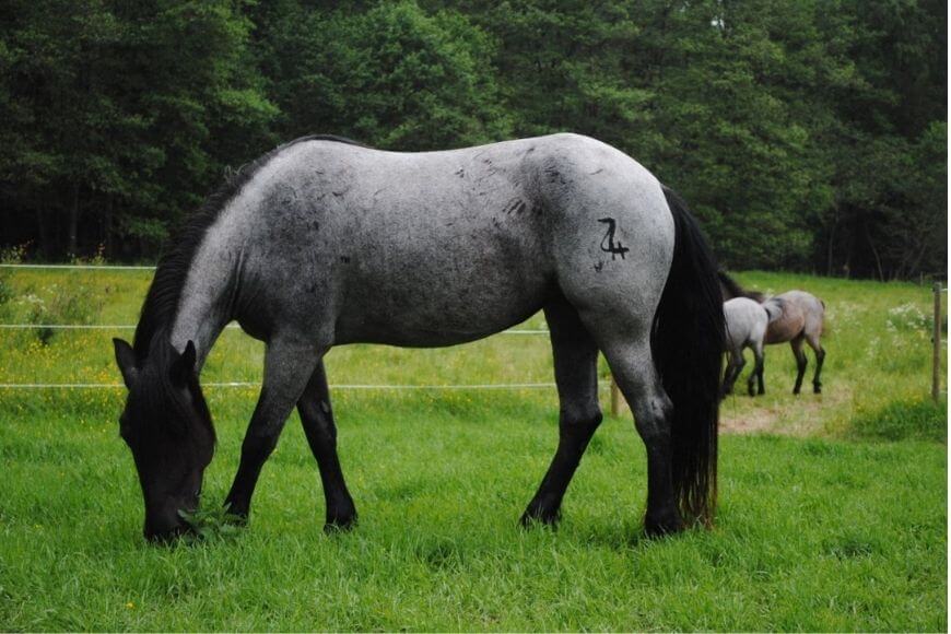 Вороний костюм