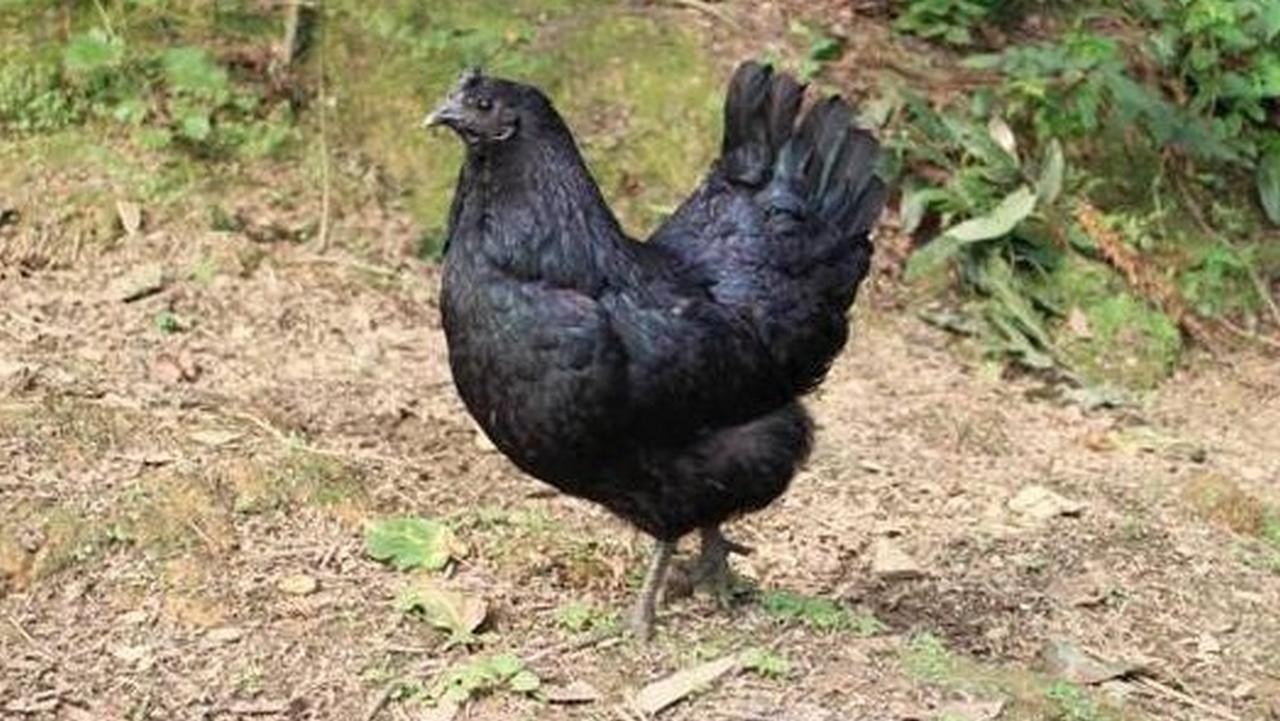 Курица Лакеданзи, фото Курица Лакеданзи, фото