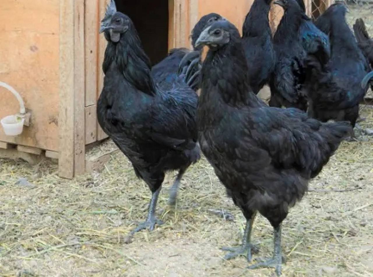 Курица Люян Уцзи, фото Курица Люян Уцзи, фото