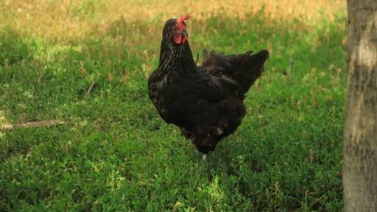 Курица Синь Синь Дянь, фото Курица Синь Синь Дянь, фото