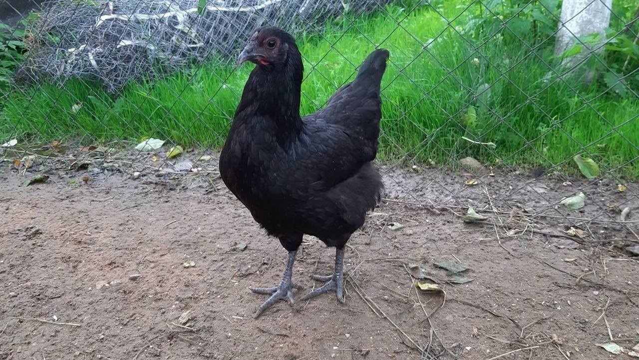 Курица Ухеилию, фото Курица Ухеилию, фото