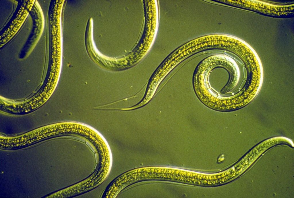nematody-foto-opisanie-raznovidnosti-priznaki-porazheniya-metody-borby-2