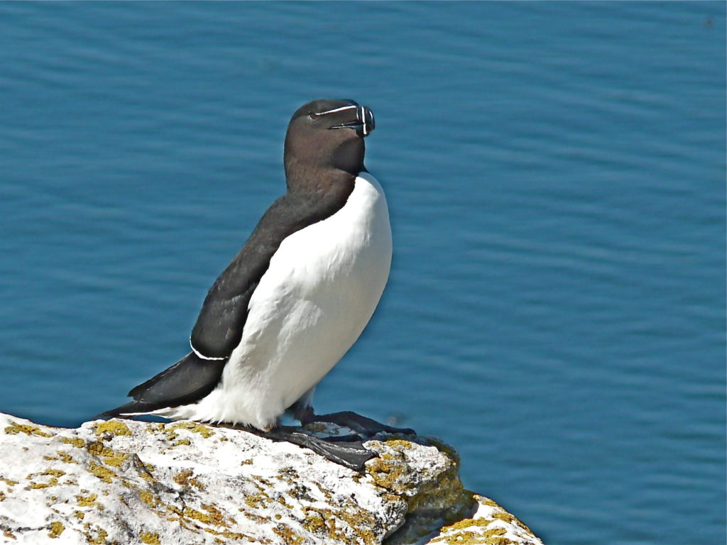 Гагарка описание птицы, особенности, виды, образ жизни