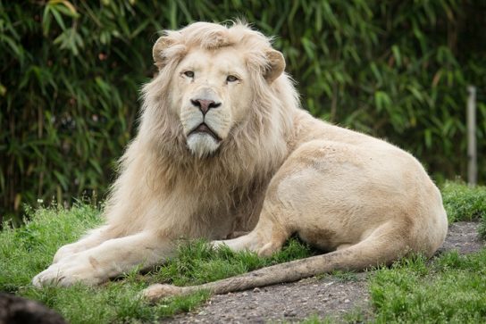 Образ жизни белого льва