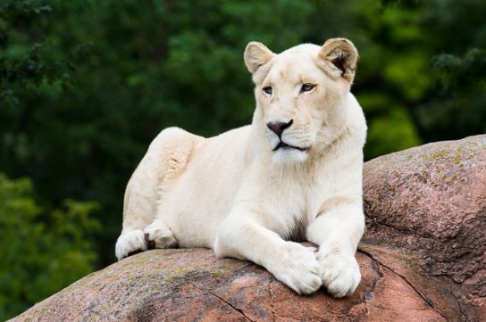 Чем питаются былые львы