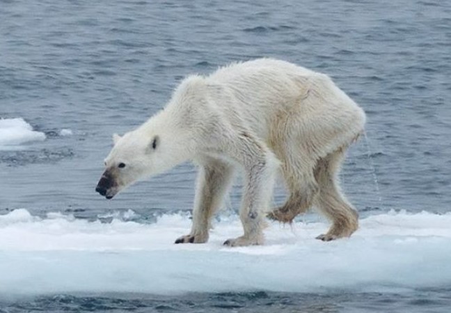 Белый медведь недоедает