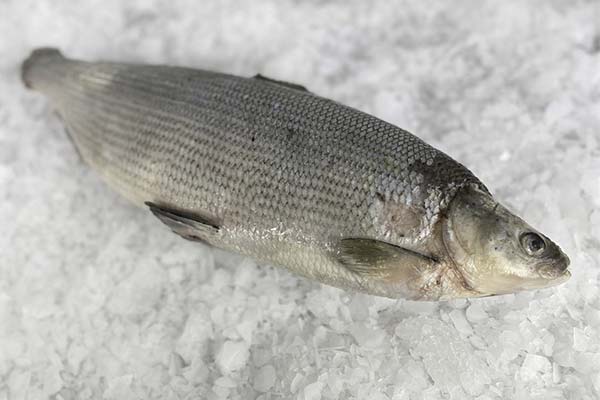 Чем полезна рыба пелядь