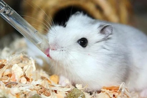 Хомяк напитки